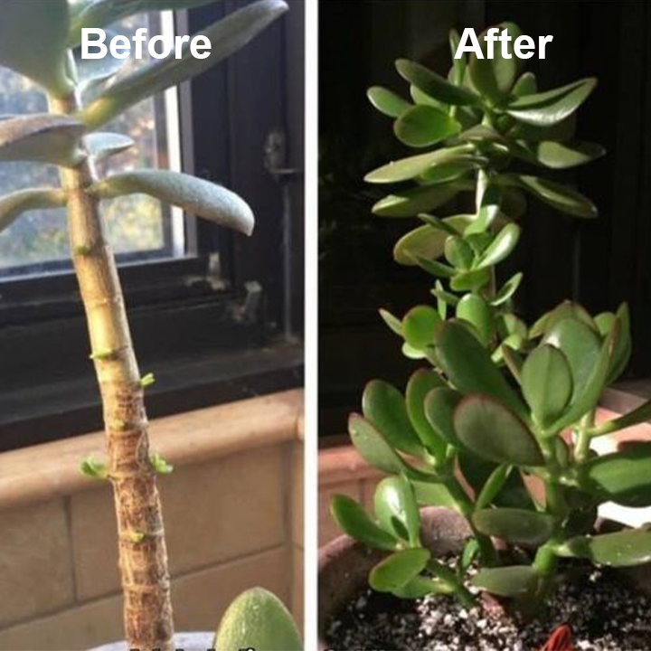 GreenBloom™ Přírodní výživa pro rostliny