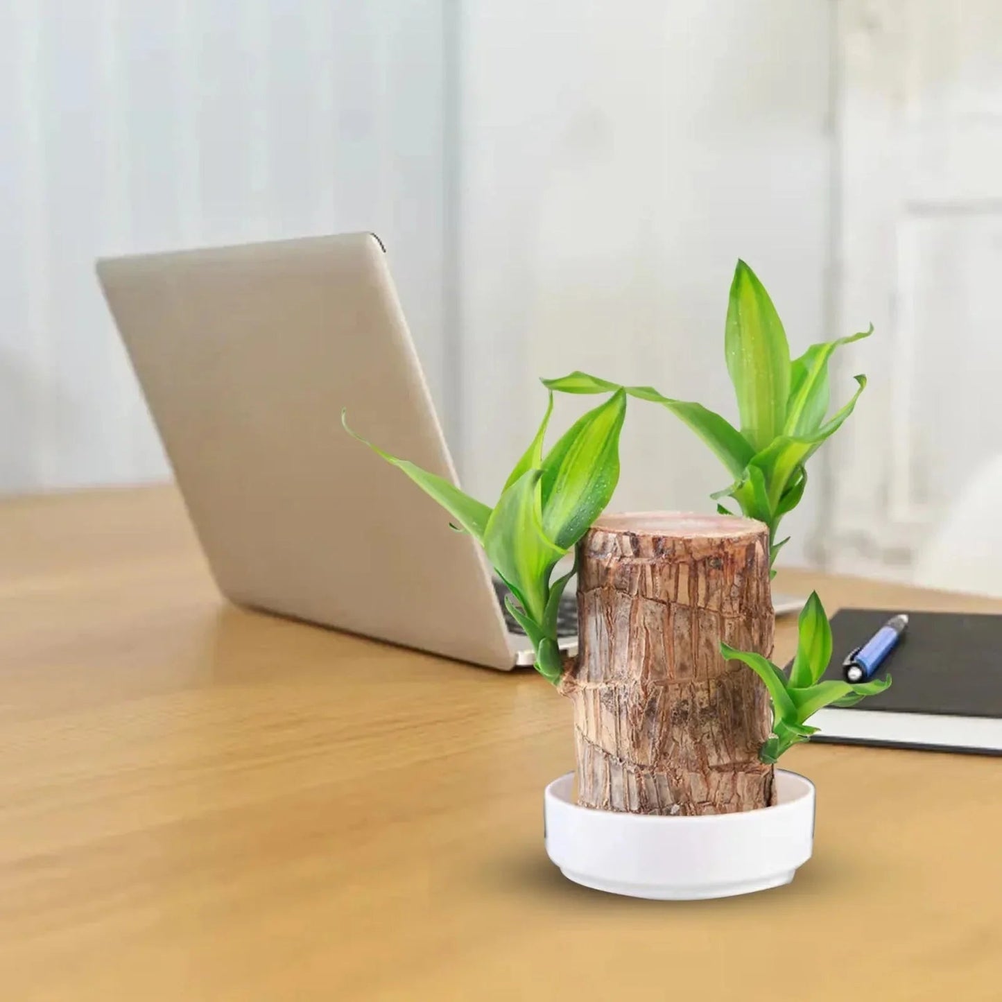LuckyWood™ Dřevěná rostlina v květináči