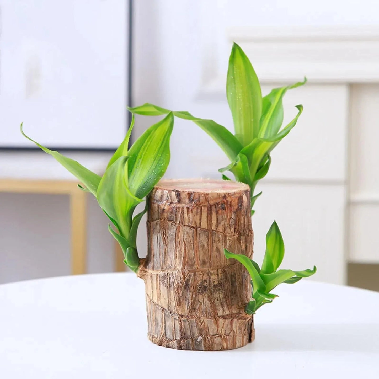 LuckyWood™ Dřevěná rostlina v květináči
