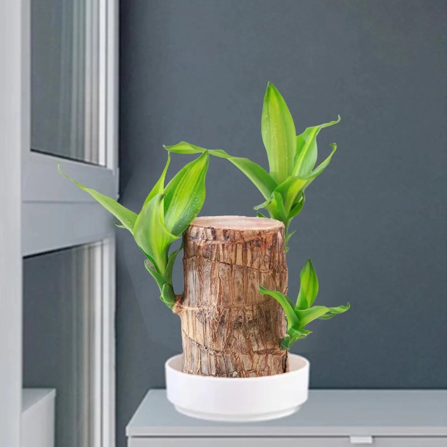 LuckyWood™ Dřevěná rostlina v květináči