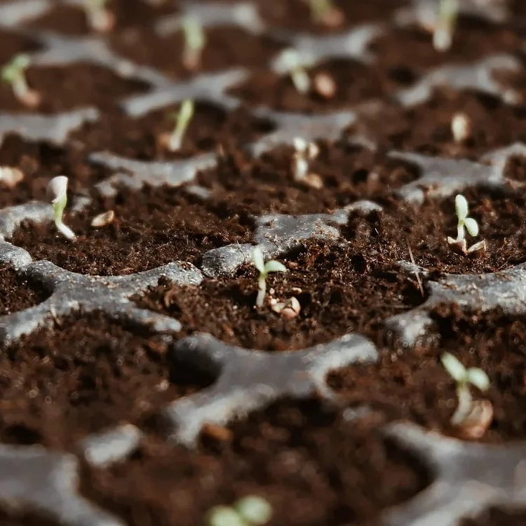 EcoBloom™ Prémiové organické cihly z kokosového vlákna pro rostliny
