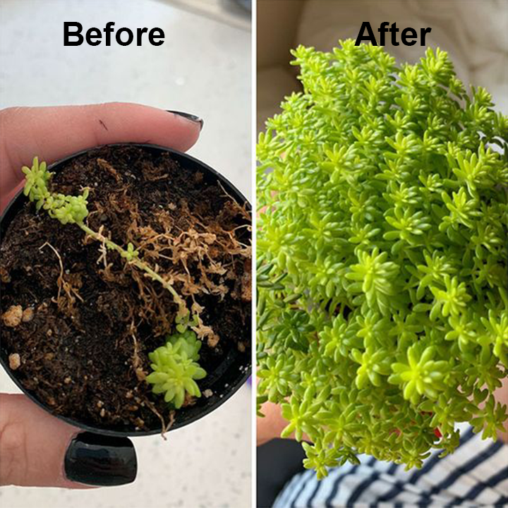 GreenBloom™ Přírodní výživa pro rostliny