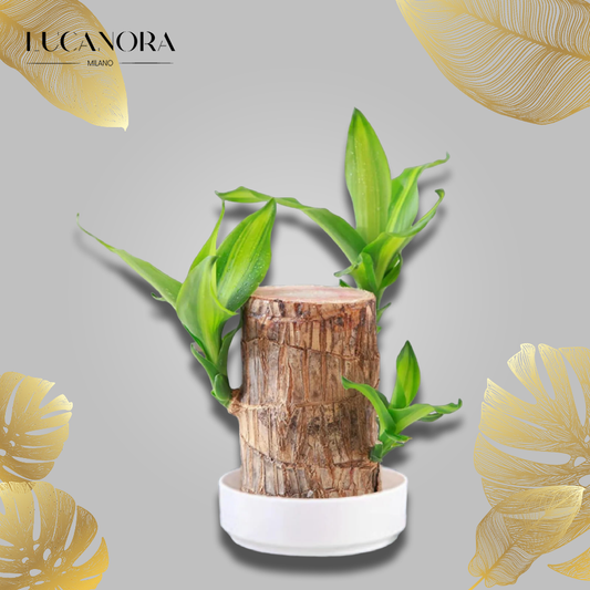 LuckyWood™ Dřevěná rostlina v květináči