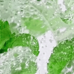 Vital Smile+™ Zubní pasta Super Probiotic-6 se 6 probiotiky | Pečujte o svůj chrup!