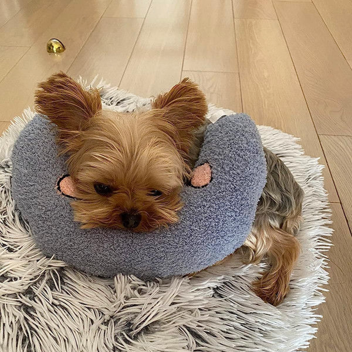 Zen Paw™ Relaxační polštář pro psy